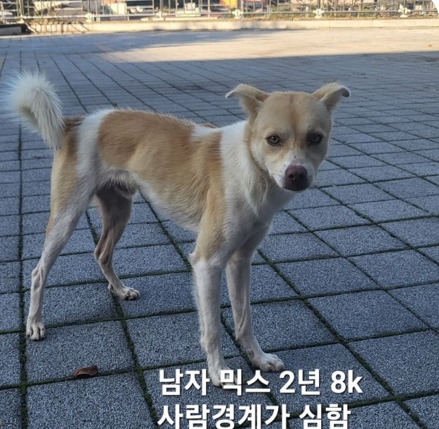 믹스견 이미지 파일 입니다.